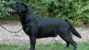 Labrador Retriever