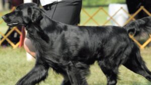 Flat-Coated Retriever