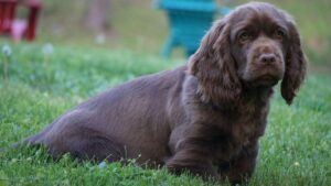 Sussex Spaniel puppy sitting in the grass.