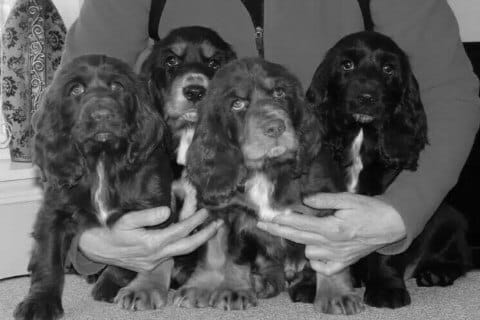 Find a Breeder or Rescue