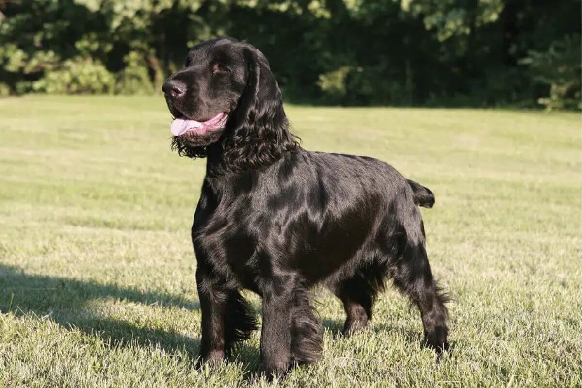 A photo of a Field Spaniel standing in grass.