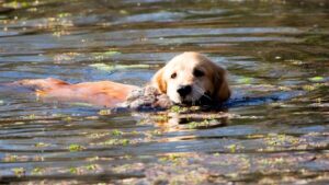 Golden Retriever swimming and retrieving game.
