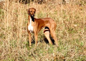 Azawakh dog in the field