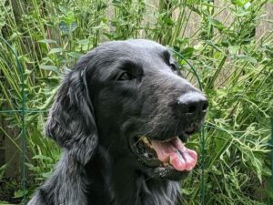 Flat-Coated-Retriever