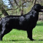 A photo of a Flat-Coated Retriever standing sideways.