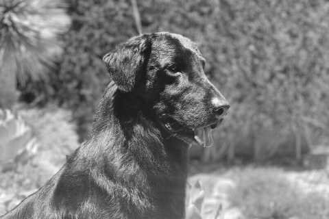 Find a Breeder or Rescue