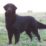 A photo of a Flat-Coated Retriever standing tall.