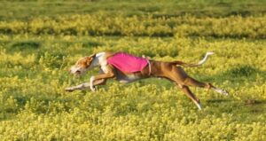 Ibizan Hound
