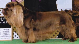 Judging the Sussex Spaniel