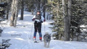 Norwegian Elkhound