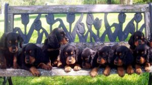 Gordon Setters