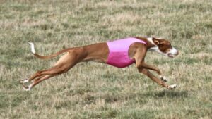 Ibizan Hound