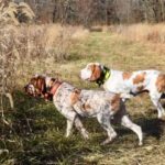 Two Bracchi Italiani in the field.
