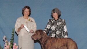 Judging the Chesapeake Bay Retriever