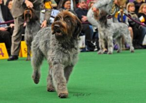 Dog at a dog show.