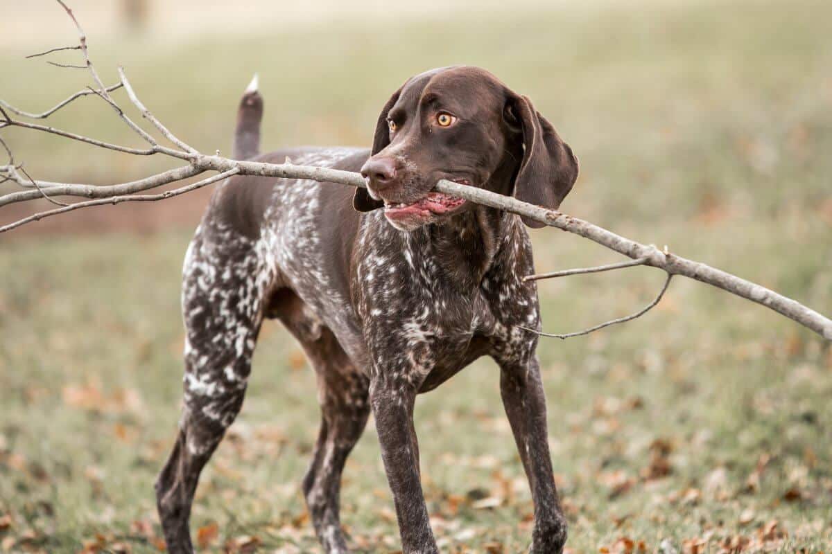 A photo of a German Shorthaired Pointer holding a stick in his mouth.
