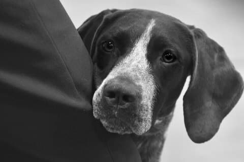 Find a Breeder or Rescue