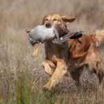 Golden Retriever running through a field, carrying a duck in its mouth.