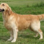 Golden Retriever standing outside, in the field.