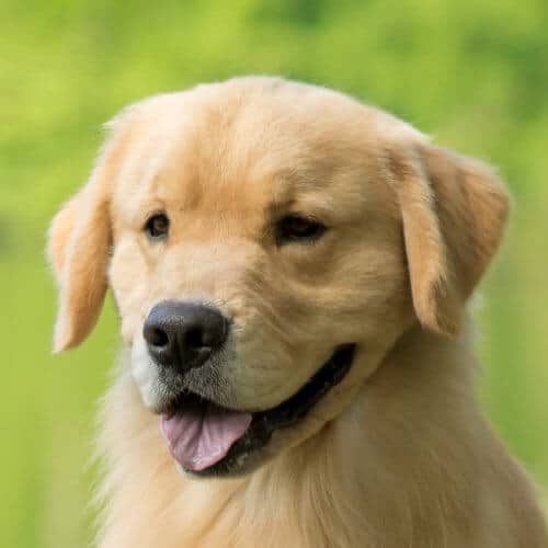 Close-up head photo of a Golden Retriever.