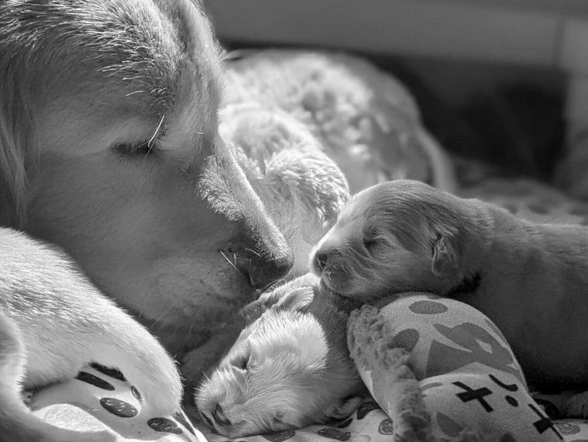 Find a Breeder or Rescue