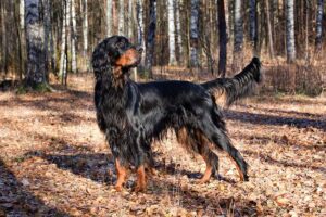Gordon Setter standing in the woods