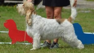 Grand Basset Griffon Vendeens