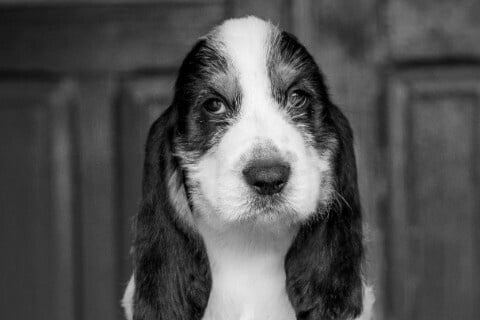 Find a Breeder or Rescue