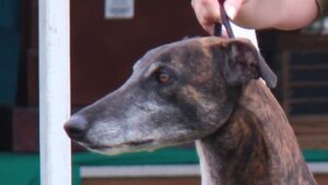 Close-up head photo of a Greyhound.