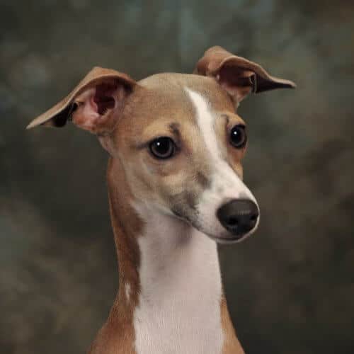 A close-up photo of Greyhound's head.
