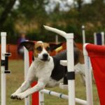 A Harrier dog jumbing over an obstacle, showcasing his agility.
