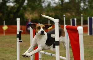 Harrier dog jumping over an obstacle - Hound group