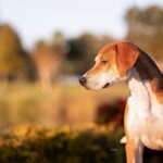 A Harrier dog standing sideways in a field, looking away.