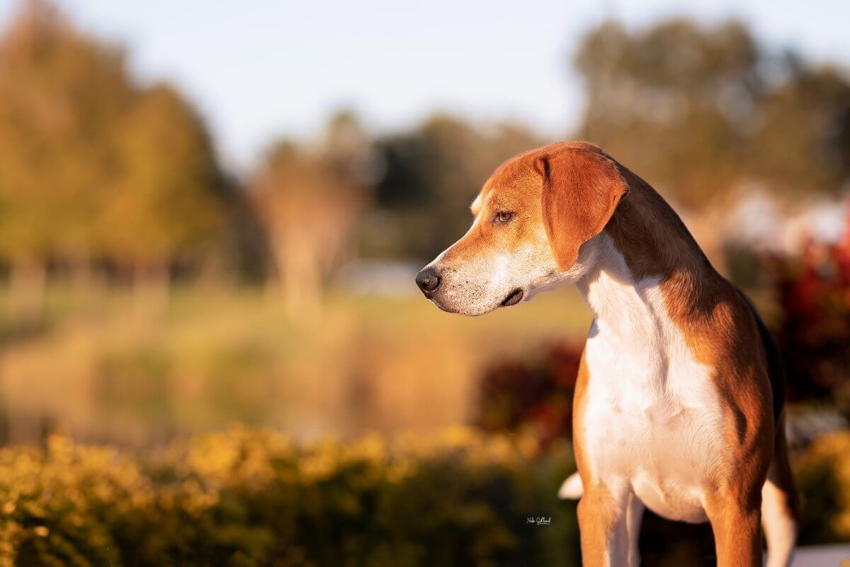 A Harrier dog standing sideways in a field, looking away.