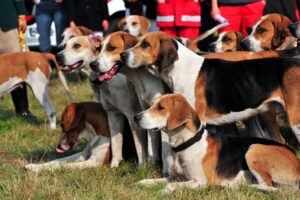Group of 11 Harrier hounds dogs sitting and standing on the grass, hound group