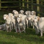 A photo of West Country Harriers.