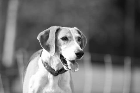 Find a Breeder or Rescue