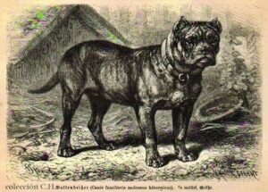 Which Dogs Influenced the Boerboel?