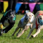 Three Wippets running.