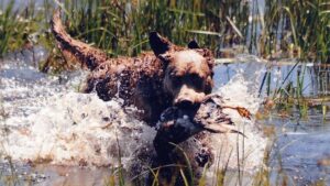 Chesapeake Bay Retriever hunt water retrieve.