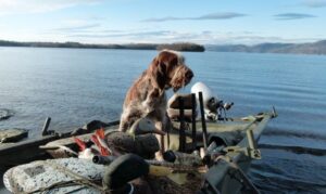 Spinone italiano sitting in a boat on a lake