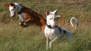 Ibizan Hound