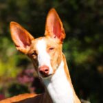 Close-up head photo of a smooth Ibizan Hound.