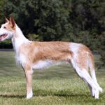 A photo of an Ibizan Hound standing sideways.
