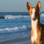 A photo of an Ibizan Hound on a beach.