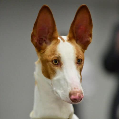 A close-up photo of Ibizan Hound's head.