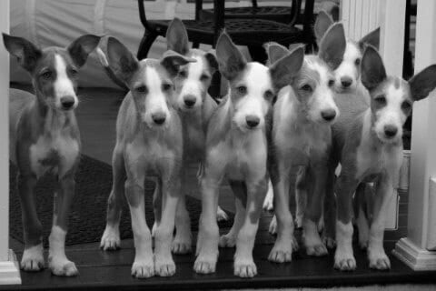 Find a Breeder or Rescue