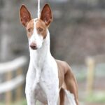 A photo of an Ibizan Hound standing tall.