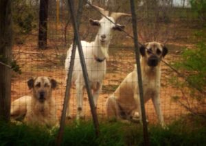 The Quiet Man: The Anatolian Shepherd Dog In The Show Ring