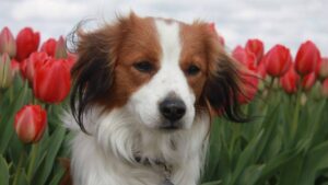 Nederlandse Kooikerhondje